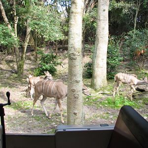 Kilimanjaro Safaris - Little Ituri Forest Exhibit