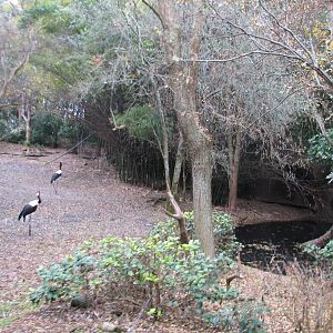 Kilimanjaro Safaris - Little Ituri Forest Exhibit