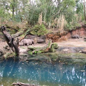 Kilimanjaro Safaris - Black Rhinoceros Exhibit