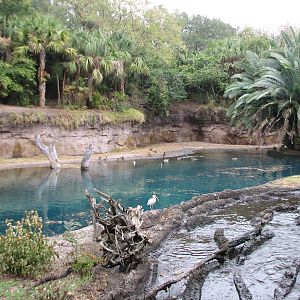 Kilimanjaro Safaris - First Hippo Exhibit