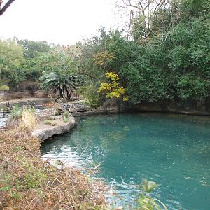 Kilimanjaro Safaris - Hippo Exhibits On Each Side of Road
