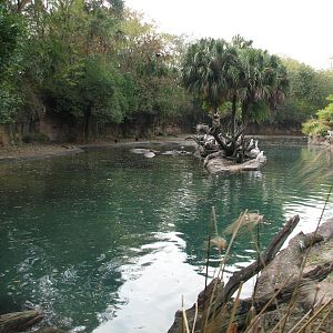 Kilimanjaro Safaris - Second Hippo Exhibit