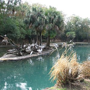 Kilimanjaro Safaris - Second Hippo Exhibit