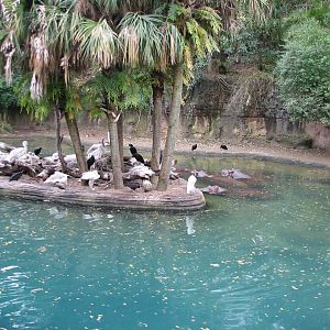 Kilimanjaro Safaris - Second Hippo Exhibit