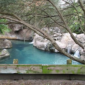 Kilimanjaro Safaris - Second Hippo Exhibit