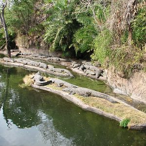 Kilimanjaro Safaris - Nile Crocodile Exhibit