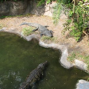 Kilimanjaro Safaris - Nile Crocodile Exhibit