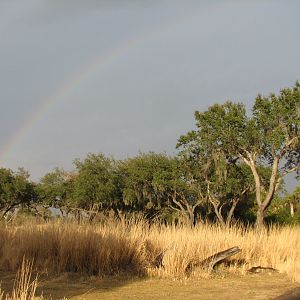 Kilimanjaro Safaris - Serengeti Savanna Exhibit
