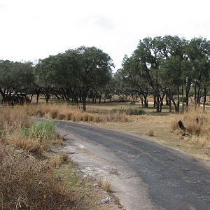Kilimanjaro Safaris - Serengeti Savanna Exhibit