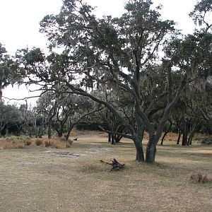 Kilimanjaro Safaris - Serengeti Savanna Exhibit