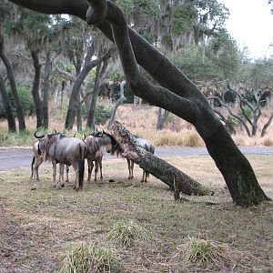 Kilimanjaro Safaris - Serengeti Savanna Exhibit