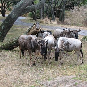 Kilimanjaro Safaris - Serengeti Savanna Exhibit - Blue Wildebeest