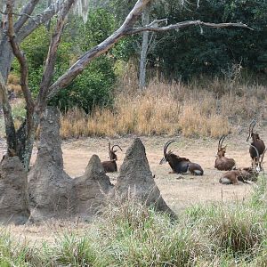 Kilimanjaro Safaris - Serengeti Savanna Exhibit - Sable Antelope