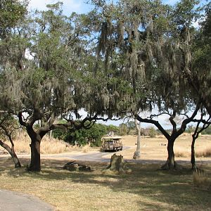 Kilimanjaro Safaris - Serengeti Savanna Exhibit