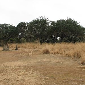 Kilimanjaro Safaris - Serengeti Savanna Exhibit