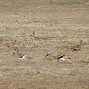 Kilimanjaro Safaris - Serengeti Savanna Exhibit - Thomsons Gazelle