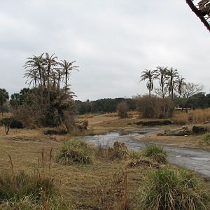 Kilimanjaro Safaris - Serengeti Savanna Exhibit