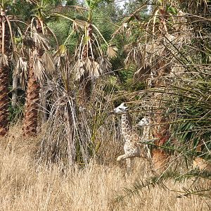 Kilimanjaro Safaris - Serengeti Savanna Exhibit - Reticulated Giraffe