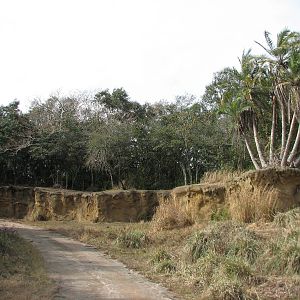 Kilimanjaro Safaris - Serengeti Savanna Exhibit