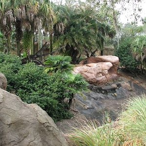 Kilimanjaro Safaris - Mandrill Exhibit