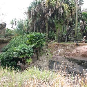 Kilimanjaro Safaris - Mandrill Exhibit