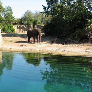 Kilimanjaro Safaris - First African Elephant Exhibit