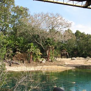 Kilimanjaro Safaris - First African Elephant Exhibit