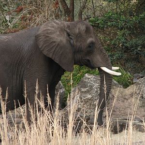 Kilimanjaro Safaris - Second African Elephant Exhibit