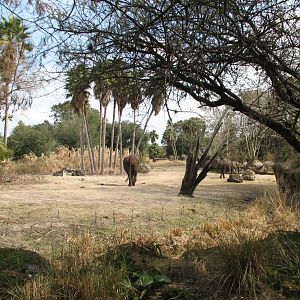Kilimanjaro Safaris - Second African Elephant Exhibit