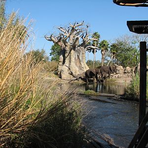 Kilimanjaro Safaris - Second African Elephant Exhibit