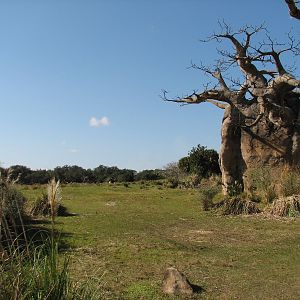 Kilimanjaro Safaris - Serengeti Savanna Exhibit Across from Second African