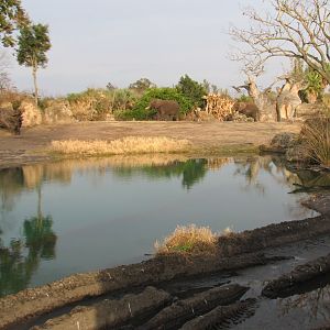 Kilimanjaro Safaris - Second African Elephant Exhibit