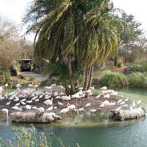 Kilimanjaro Safaris - Greater Flamingo Exhibit