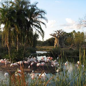 Kilimanjaro Safaris - Greater Flamingo Exhibit
