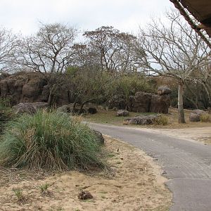 Kilimanjaro Safaris - White Rhino Savanna Exhibit