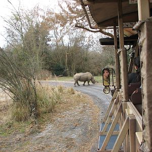 Kilimanjaro Safaris - White Rhino Savanna Exhibit
