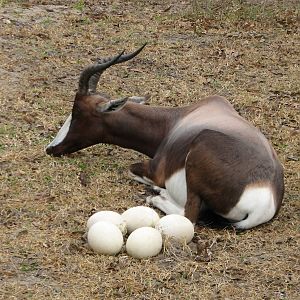Kilimanjaro Safaris - White Rhino Savanna Exhibit - Bontebok and Simulated