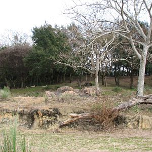 Kilimanjaro Safaris - Cheetah Exhibit
