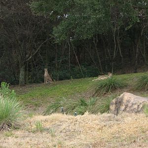 Kilimanjaro Safaris - Cheetah Exhibit