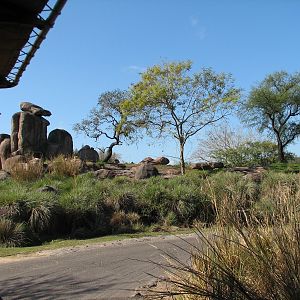 Kilimanjaro Safaris - African Lion Exhibit Viewed From White Rhino Savanna