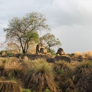 Kilimanjaro Safaris - African Lion Exhibit