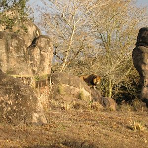Kilimanjaro Safaris - African Lion Exhibit