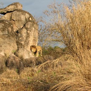 Kilimanjaro Safaris - African Lion Exhibit