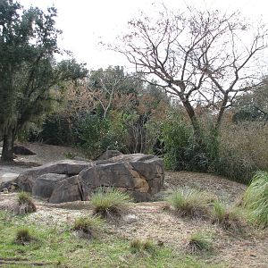 Kilimanjaro Safaris - Warthog Exhibit