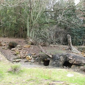 Kilimanjaro Safaris - Warthog Exhibit