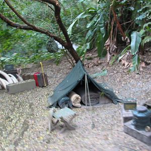 Kilimanjaro Safaris - Ride Finale Show Elements