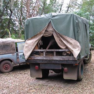 Kilimanjaro Safaris - Ride Finale Show Elements
