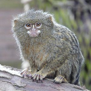 Pygmy Marmoset