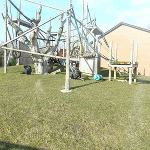 Bonobo Outdoor Enclosure