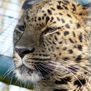 Amur Leopard